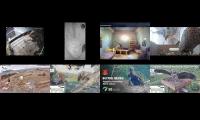 Thumbnail of Amazingearthanimalslivestream