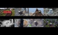 Amazingearthanimalslivestream