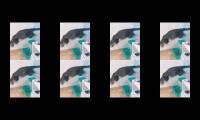 Thumbnail of Begini reaksi kucing ketika ada buah ini