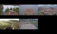 Thumbnail of Osprey Nests 14/3/22