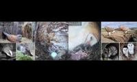 Thumbnail of Amazingearthanimalslivestream