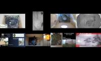 Thumbnail of Amazingearthanimalslivestream