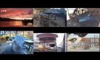 Thumbnail of Amazingearthanimalslivestream