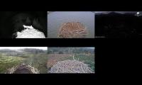 Osprey Nests 17/3/22