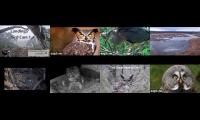 Thumbnail of Amazingearthanimalslivestream