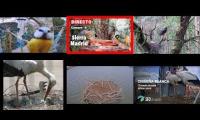 Thumbnail of Amazingearthanimalslivestream