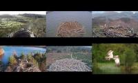 Thumbnail of Osprey Nests 18/3/22