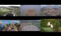 Osprey Nests 18/3/22