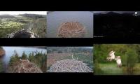 Thumbnail of Osprey Nests 1383/22