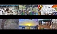 Thumbnail of Amazingearthanimalslivestream