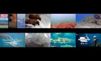 Thumbnail of Amazingearthanimalslivestream