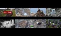 Amazingearthanimalslivestream