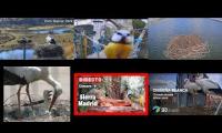 Thumbnail of Amazingearthanimalslivestream