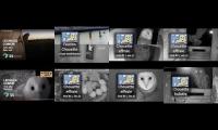 Amazingearthanimalslivestream