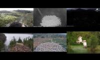 Thumbnail of Osprey Nests 21/03/22