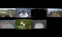 Thumbnail of Osprey Nests 21/03/22
