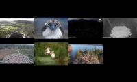 Thumbnail of Osprey Nests 21/03/22
