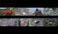 Thumbnail of Amazingearthanimalslivestream