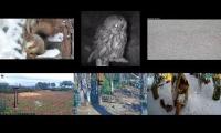 Thumbnail of Amazingearthanimalslivestream