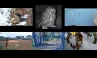Thumbnail of Amazingearthanimalslivestream