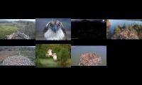 Thumbnail of Osprey Nests 23/03/22