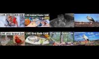 Thumbnail of Various birdwatch videos mixed 2022 March