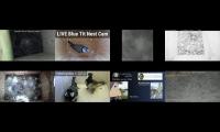 Thumbnail of Amazingearthanimalslivestream