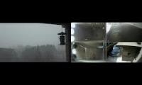 Thumbnail of Amazingearthanimalslivestream