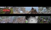 Thumbnail of Amazingearthanimalslivestream