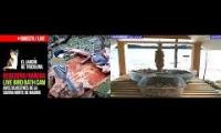Amazingearthanimalslivestream