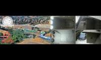 Thumbnail of Amazingearthanimalslivestream