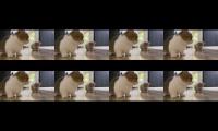 Video Lucu Banget Bikin Ngakak
