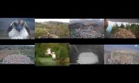 Thumbnail of Osprey Nests 29/03/22