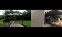 Thumbnail of Amazingearthanimalslivestream