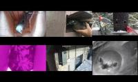 Thumbnail of Amazingearthanimalslivestream