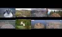 Thumbnail of Osprey Nests 30/03/22