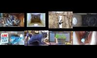 Thumbnail of Amazingearthanimalslivestream