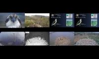 Welsh & English Osprey Nests 01/04/22