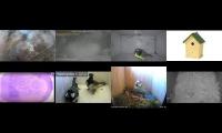 Thumbnail of Amazingearthanimalslivestream