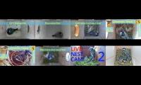 Thumbnail of Amazingearthanimalslivestream