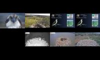 Thumbnail of Welsh & English Osprey Nests 04/04/22