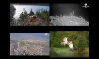 Thumbnail of Scottish Osprey Nests 04/04/22