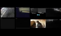 Amazingearthanimalslivestream