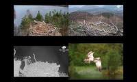 Thumbnail of Scottish Osprey Nests 06/04/22