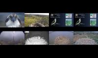 Thumbnail of Welsh & English Osprey Nests 06/04/22
