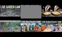 Thumbnail of Amazingearthanimalslivestream