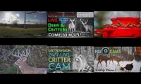 Amazingearthanimalslivestream
