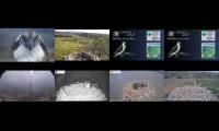 Thumbnail of Welsh & English Osprey Nests 08/04/22