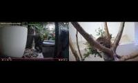 Thumbnail of Amazingearthanimalslivestream