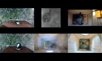 Thumbnail of Amazingearthanimalslivestream